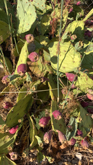 Opuntia stricta