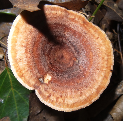 Oakbug Milkcap