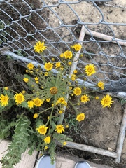 Heterotheca grandiflora