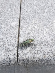 Nipponobuprestis querceti