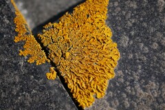 Xanthoria calcicola