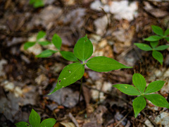 Trillium undulatum