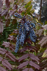 Berberis elegans
