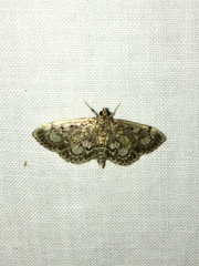 Anania tertialis