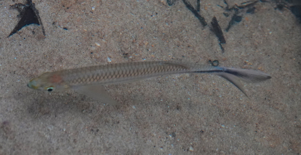Apollo sharkminnow (Luciosoma setigerum) — Cyprinidae