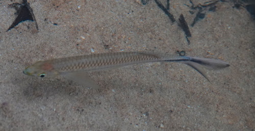 Apollo-haaibarbeel (Luciosoma setigerum) — Cyprinidae