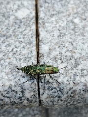 Nipponobuprestis querceti