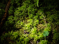 Sphagnum squarrosum
