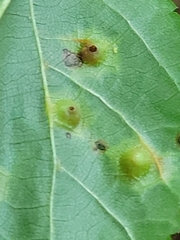 Caryomyia
