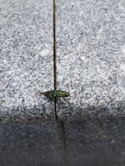 Nipponobuprestis querceti