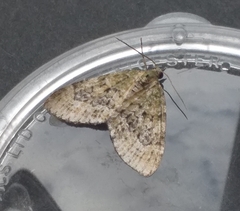 Acasis viretata
