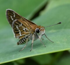 Taractrocera maevius