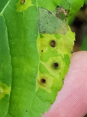Caryomyia