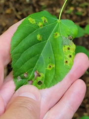 Caryomyia