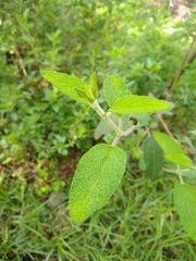 Salvia lasiantha