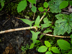 Persicaria arifolia