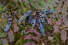 Berberis elegans