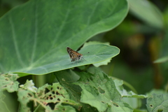 Taractrocera maevius