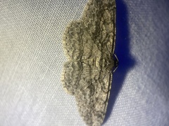 Anavitrinella pampinaria