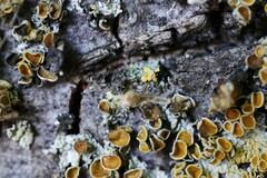 Xanthoriicola physciae