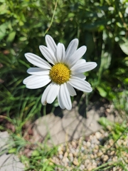 Leucanthemum vulgare