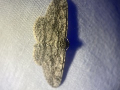 Anavitrinella pampinaria