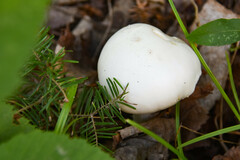 Amanita bisporigera