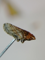 Aphrodes