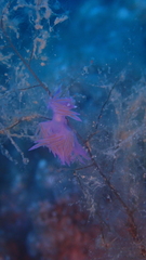 Flabellina affinis
