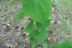 Aristolochia clematitis