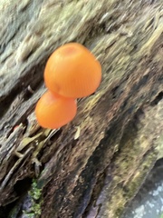 Hygrocybe cantharellus