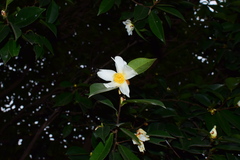 Camellia