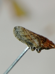 Aphrodes