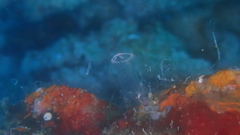 Clavelina