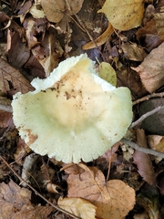 Russula raoultii