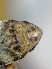 Aphrodes