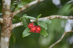 Ochna serrulata
