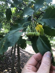 Malus coronaria