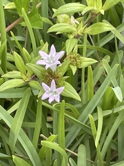 Richardia grandiflora