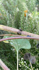 Murgantia histrionica