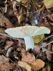 Russula raoultii