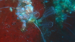 Clavelina