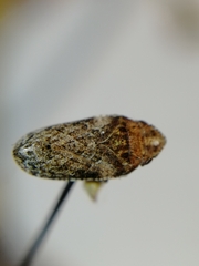 Aphrodes