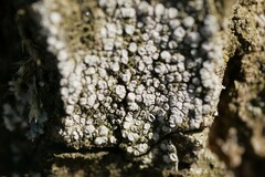 Lecanora carpinea