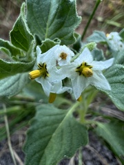 Solanum physalifolium