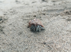 Coenobita compressus