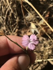Dianthus bicolor