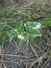 Solanum physalifolium