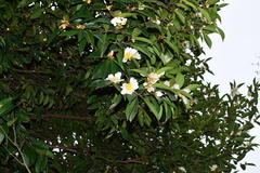Camellia