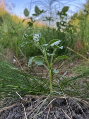 Solanum physalifolium